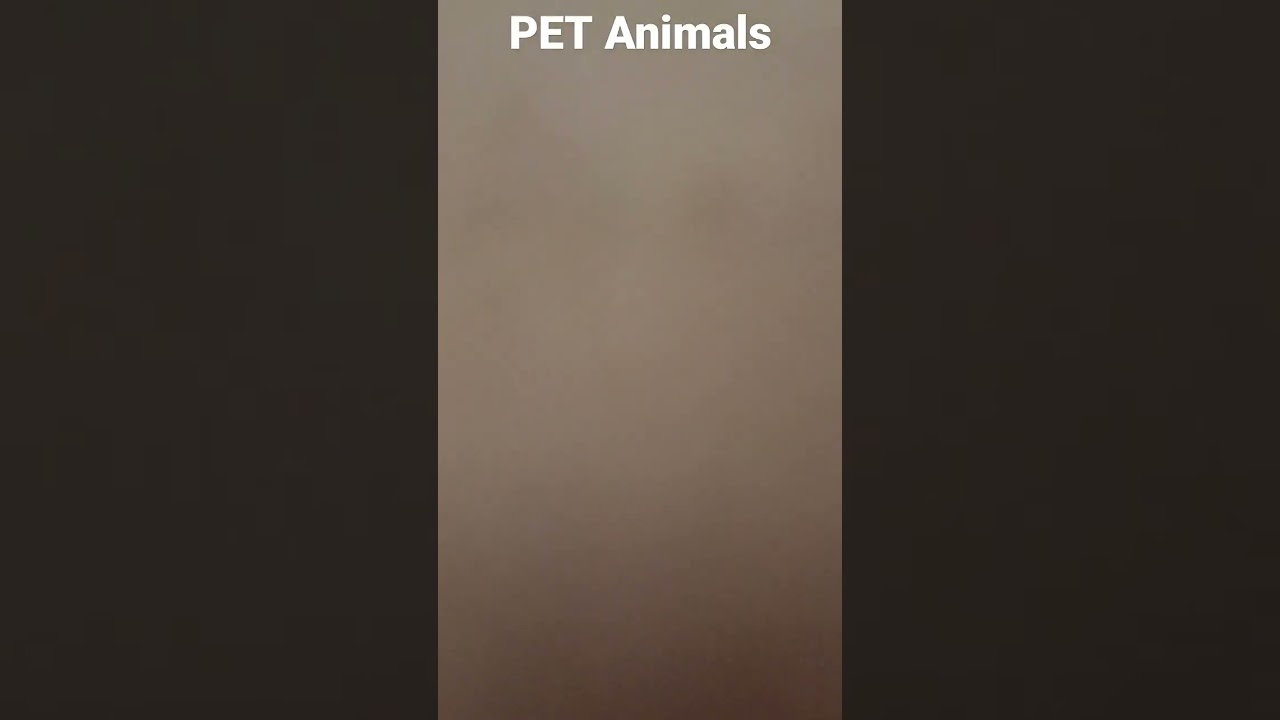 Pet Animal  school  chart project ideas