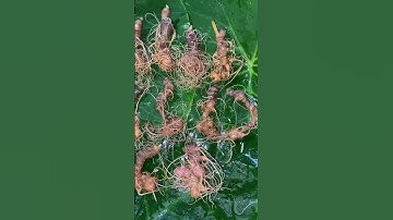 12 củ sâm 4 lạng mời các bác tẩm bổ Zalo 0377965679 e Nguyệt nhé