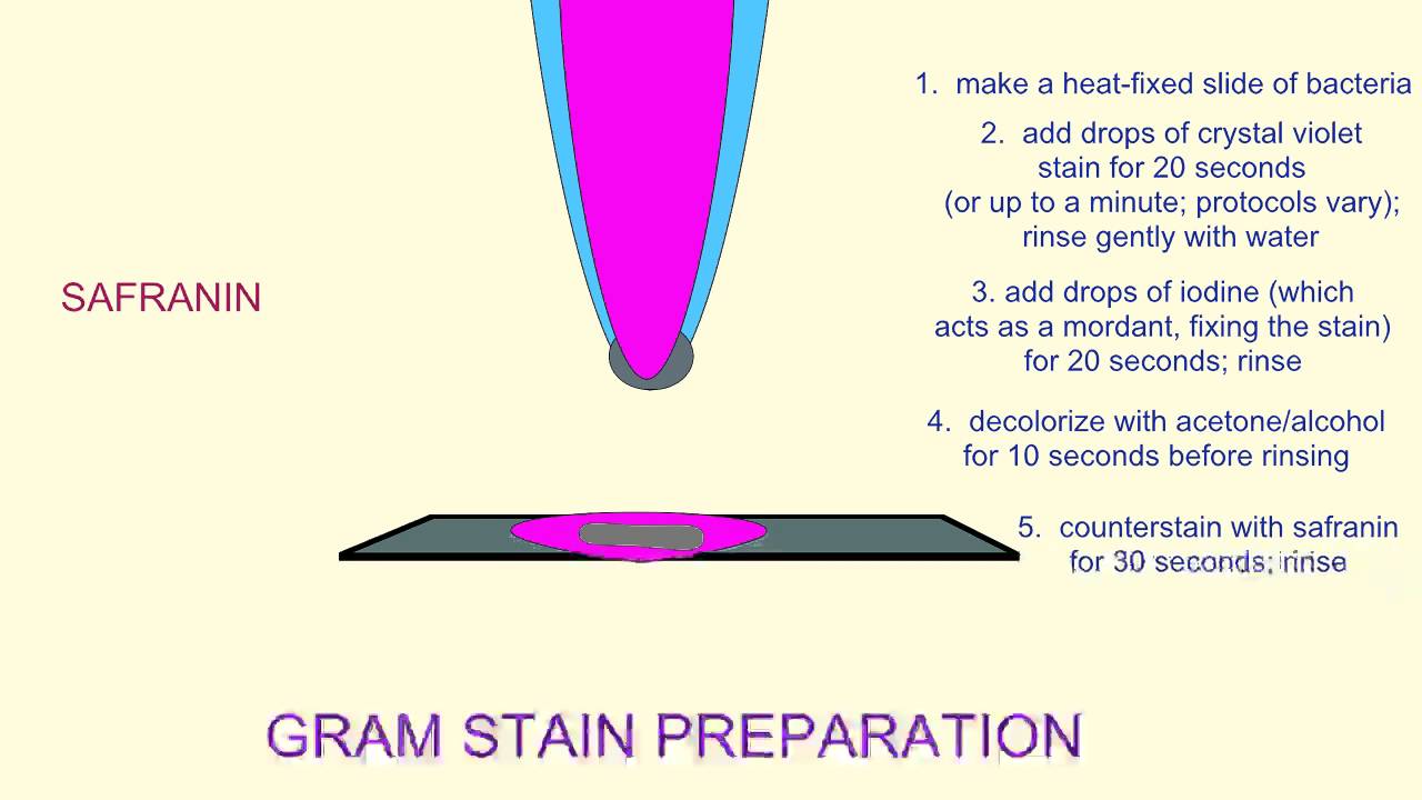 MICROBIOLOGY: GRAM STAIN - YouTube