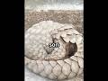 "Escamas de Silencio" #mundoanimal #curiosidades #sabiasque #elmundo #armadillos #salvaje #animales