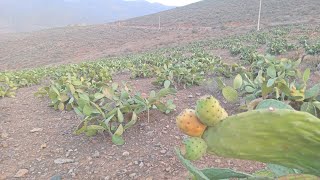 شوفو شجرة صبار اشدارة ليها الحرارة شوفو الهندية كيف أصبحت الحرارة هيا سبب غلاء هاد الفاكهة #maroc