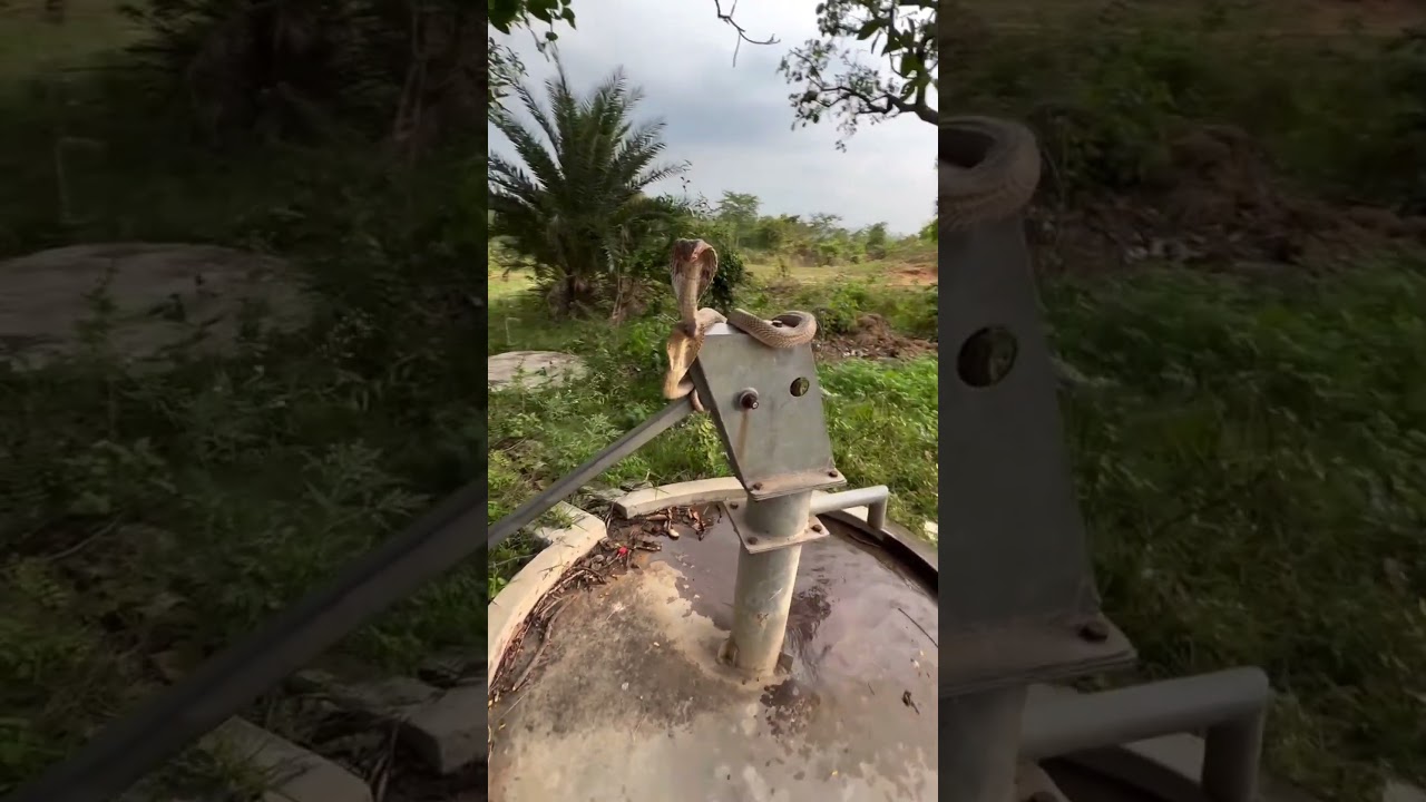 Unbelievable! Two Cobras Inside a Village Hand Pump Together! 