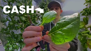 What's The Best Crop for High Density Aeroponic Towers? by Rochester Microgreens 149 views 2 weeks ago 3 minutes, 28 seconds