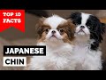 Japanese Chin - Top 10 Facts の動画、YouTube動画。
