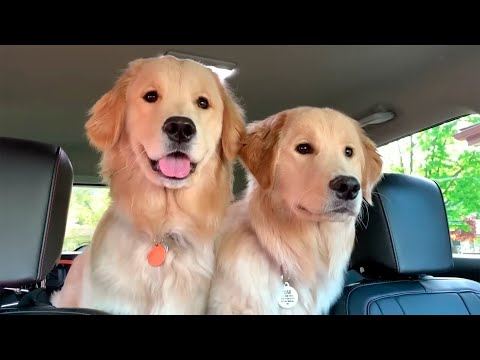 Sorprendiendo a mi perro con SUS NOVIAS
