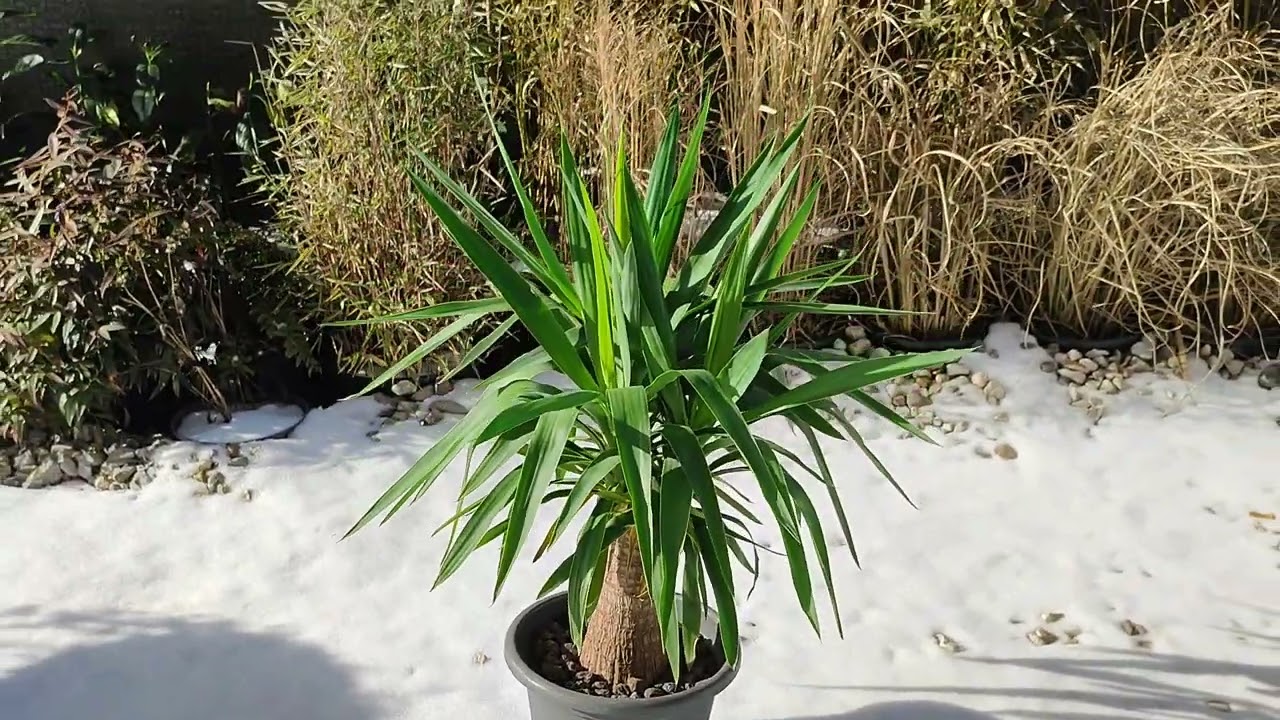 Yucca Palme Elefantenfu PalmlilieAuch den Rekord Frost von -10 Grad C  Celsius berstanden