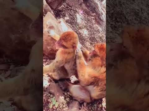 سبحان من خلق وابدع وجعل اسراره في اضعف مخلوقاته غابات قرد غابات الامازون