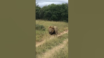 Male lion with damaged jaw trails vanquished rival | andBeyond Ngala | WILDwatch