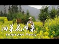 冲菜——留着三月油菜花最好的方式【滇西小哥】