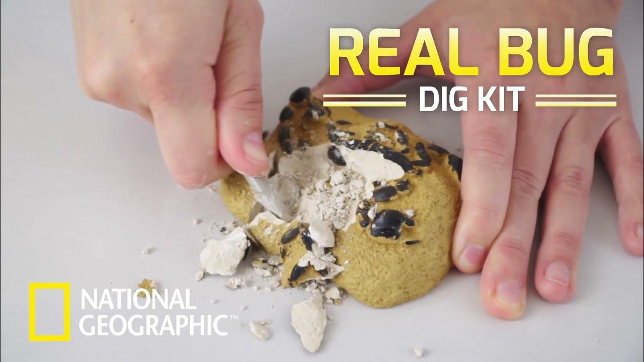 National Geographic Bug Dig Kit Wholesale