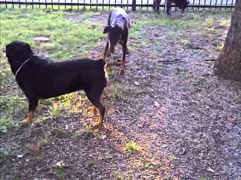 doberman vs rottweiler fight doberman vs rottweiler doberman vs rottweiler fight doberman vs rottweiler