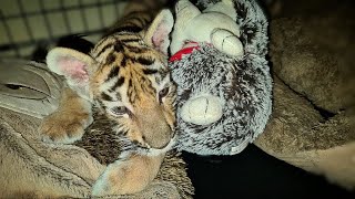 Новый Житель Хосписа.Тигренок с ДЦП/ New Hospice Resident. Tiger cub with cerebral palsy