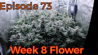 Spider Farmer | VeryCherry Godbud - Week 8 Flower - Ep. 73