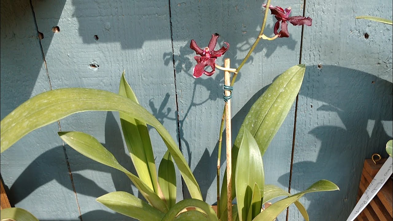 O que está florescendo em julho (orquídeas) - thptnganamst.edu.vn