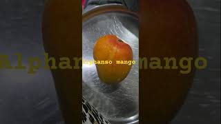 King of mangoes Alphanso