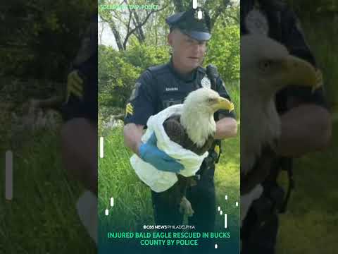 Video: Pet Scoop: Policija za spašavanje Zamrznuti mačića s autoceste, ćelavih orlova Sklonište za jaja iz oluje