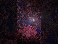 Nature rain cherry tree