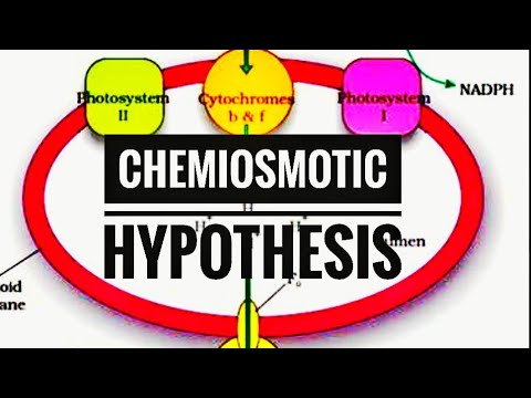 hypothesis about photosynthesis