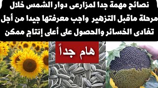 نصائح مهمة جدا لمزارعى دوار الشمس🌻خلال مرحلة ماقبل التزهير يجب معرفتها جيدا لتفادى الخسائر #لايك☑️