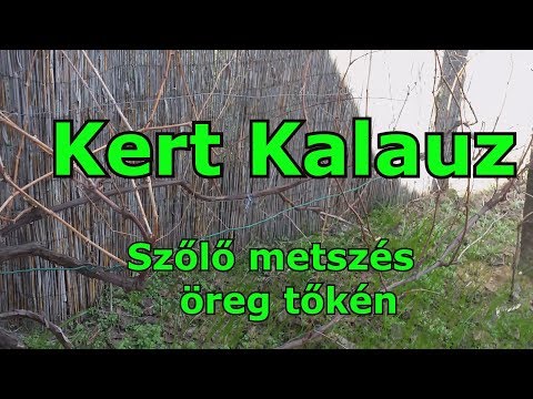 Videó: Egres Metszés: Hogyan Kell Helyesen Metszeni Nyáron A Betakarítás Után? Mikor A Legjobb A Metszés? A Bokrok Metszésének Rendszerei Különböző Időpontokban