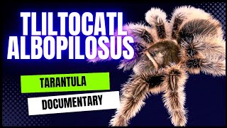 Unbelievable Sight: Watch this Majestic Curly Hair Tarantula Documentary by robbies talking ts 1,676 views 1 year ago 5 minutes, 38 seconds