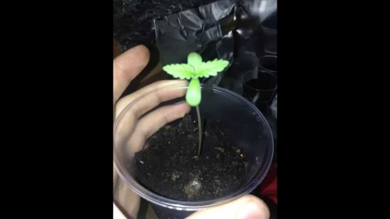 видео как выращивать марихуану