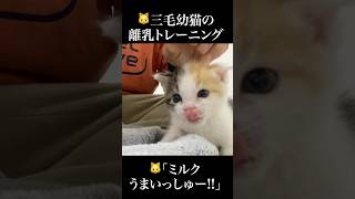🐱グルメ三毛幼猫、離乳食チャレンジするも…   #cat #kitten #猫 #子猫 #ねこ #こねこ #shorts  #保護猫  #猫のいる暮らし