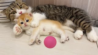 Cute and Funny Cat Videos Compilation |Teddy Kittens and Father Cat. by KITTENS CUTE 11,587 views 9 months ago 1 minute, 57 seconds