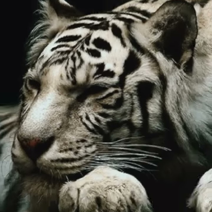 30detik lir-ilir macan putih story wa