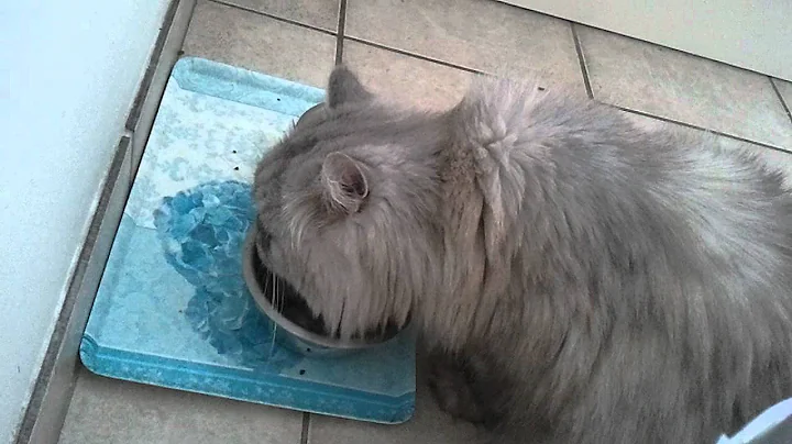 Video 563181: persian cat feeding, persian cat shaded silver, persian cat drinking