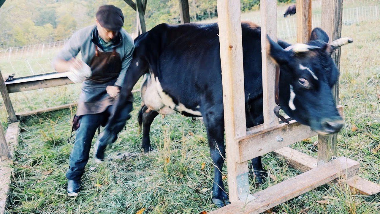 How To Get Kicked By A Cow YouTube