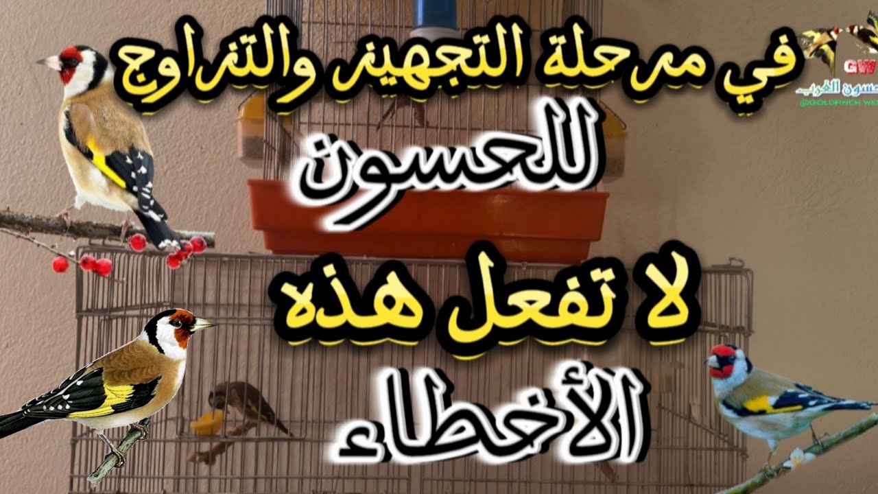 في مرحلة التجهيز والتزاوج للحسون | لا تفعل هذه الأخطاء 