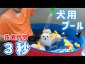 3秒で設置！空気入れ不要の「犬用」プールが便利で楽し過ぎた！！