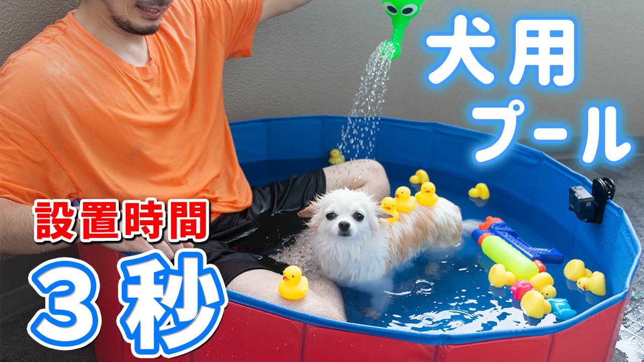 Highly Recommended Pool for Dogs! An Easy-to-Assemble Frame Pool