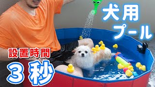 3秒で設置！空気入れ不要の「犬用」プールが便利で楽し過ぎた！！