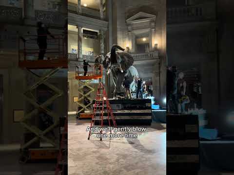 Henry The Elephant Being Cleaned At The Smithsonian