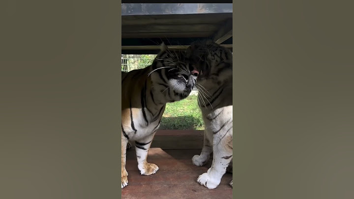 AKHIRNYA SELEN DAN TEONA SATU KANDANG #shortsfeed #tiger #selen