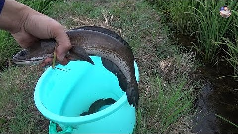 Thăm câu cá lóc trên ruộng lúa ngày mưa | Catch fish in vietnam