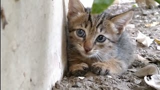 Rescue Kitten Has Sweetest Meow Ever | Scared But Adorable Tabby Cat |