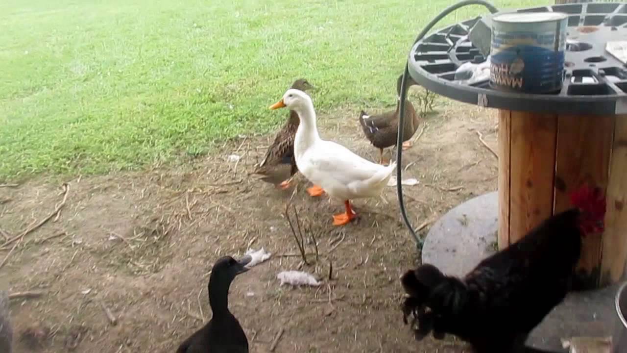 hangouts chat login THE HUNT OF THE MYSTERIOUS PREDATOR KILLING MY LIVESTOCK