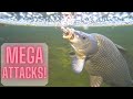 DEADLY mole crickets vs CARP, CATFISH, CHUB, IDE in HD!