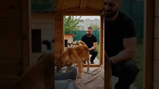 One Man Built This for Stray Dogs 🥹🏠 #DogRescue #Kindness