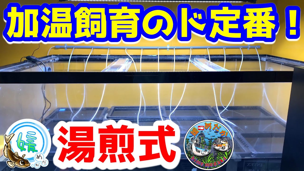 How to make a hot water bath type heated breeding tank for