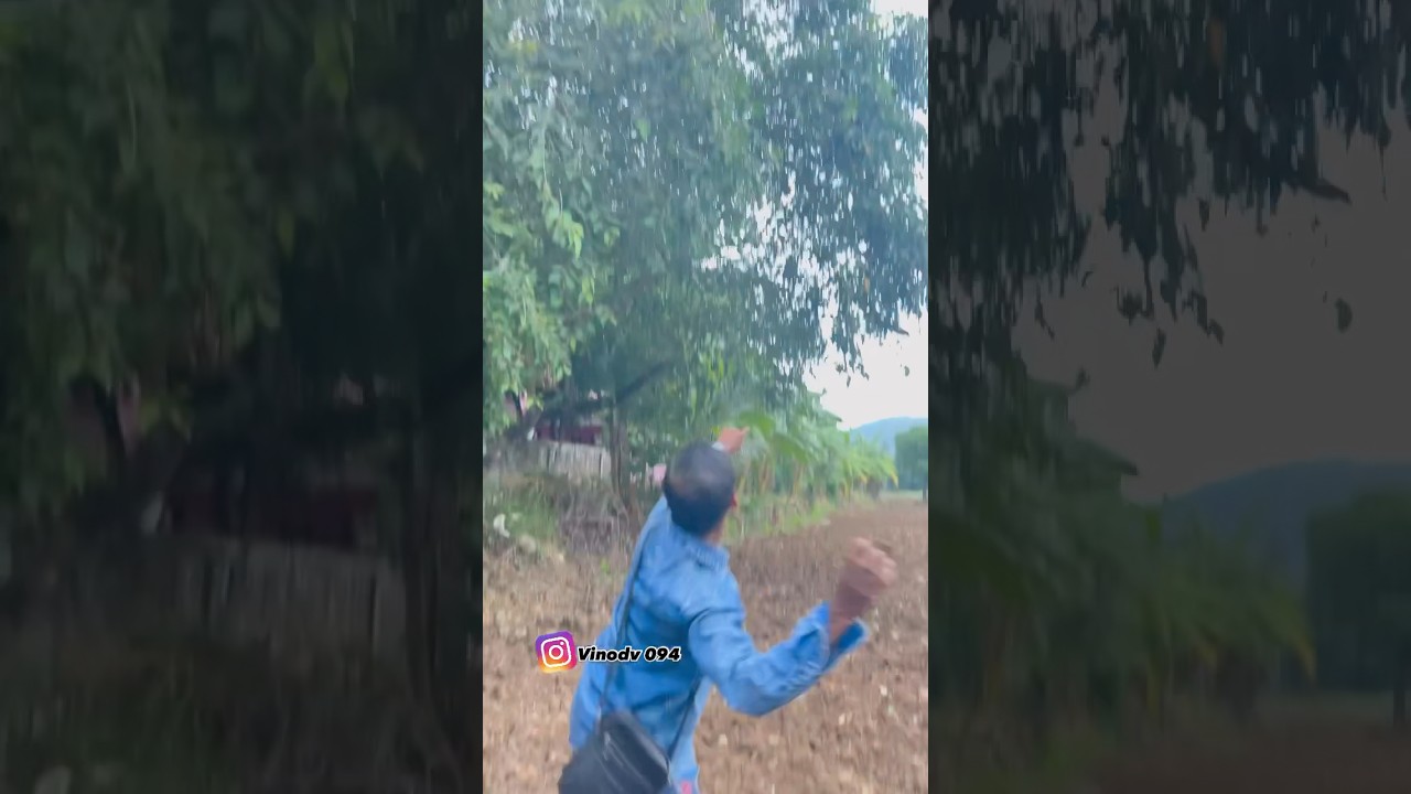 ഞാവൽ പഴം #njaval #pazham #nostalgia #nostalgicvibes #nostalji #njaval