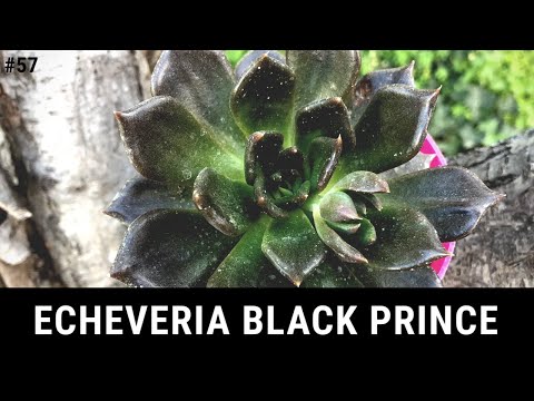 فيديو: ما هو الأمير الأسود العصاري: تعرف على Black Prince Echeveria Care
