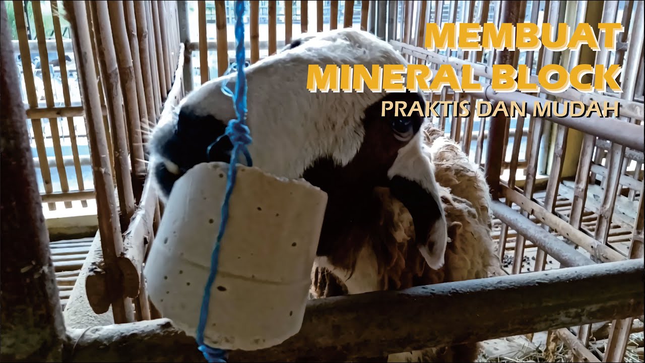 Mineral Block Rusa Membuat Mineral Block Praktis dan Mudah - YouTube