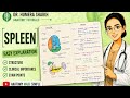 Spleen anatomy| simplified| hand written exam notes | abdomen and pelvis anatomy|
