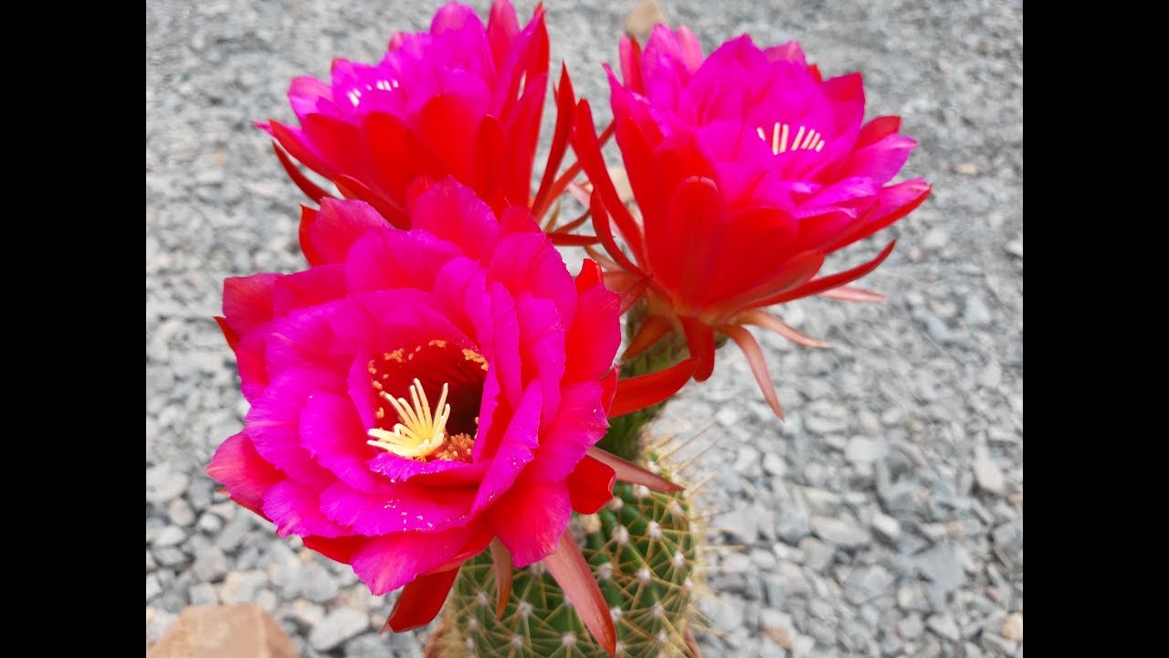 Cactus Jerk: Flower Video Trichocereus ((Gräsers Erfolg x SB) x Hummel  S1E182 - YouTube