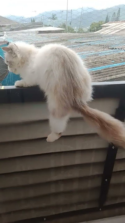 Download lagu lagi asik batiba.. hi hi hi duaaar.. !!! #cat #kucinglucu #fypage #catlovers