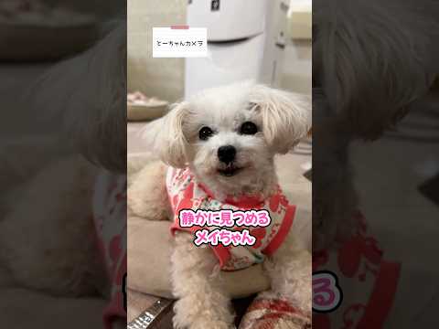 このプレッシャーに勝てる人いる? #shorts #トイプードル #可愛い犬